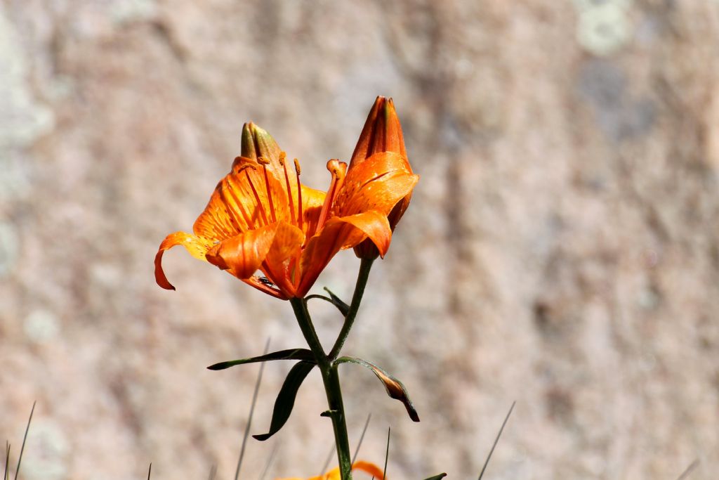 Lilium bulbiferum